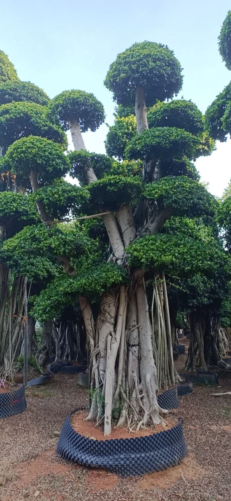 造型榕树桩，嫁接造型金钱榕树桩头，造型小叶榕桩头4-6米