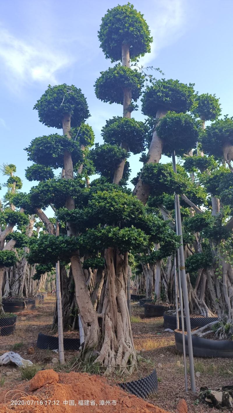 造型榕树桩，嫁接造型金钱榕树桩头，造型小叶榕桩头4-6米
