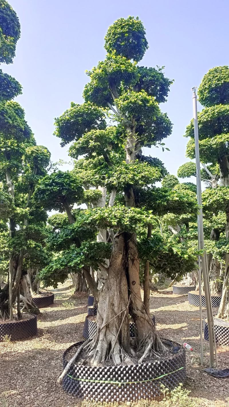 造型榕树桩，嫁接造型金钱榕树桩头，造型小叶榕桩头4-6米