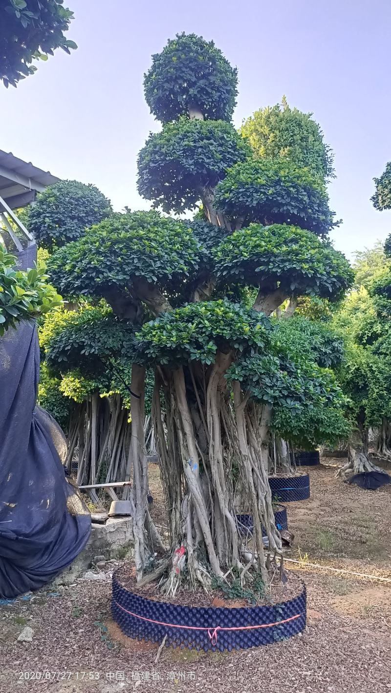 造型榕树桩，嫁接造型金钱榕树桩头，造型小叶榕桩头4-6米