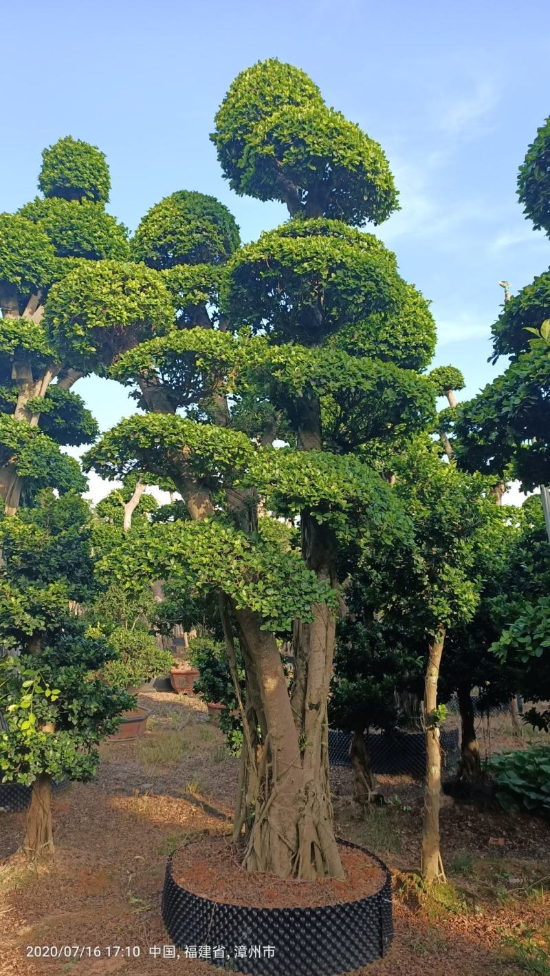 造型榕树桩，嫁接造型金钱榕树桩头，造型小叶榕桩头4-6米