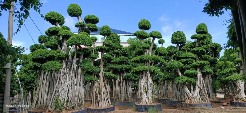 造型榕树桩，嫁接造型金钱榕树桩头，造型小叶榕桩头4-6米
