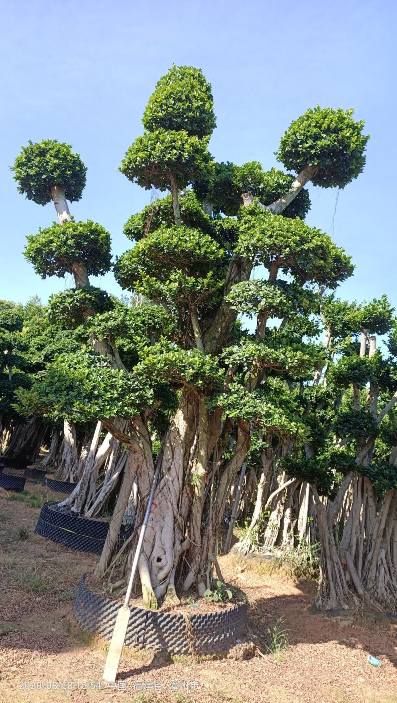 造型榕树桩，嫁接造型金钱榕树桩头，造型小叶榕桩头4-6米