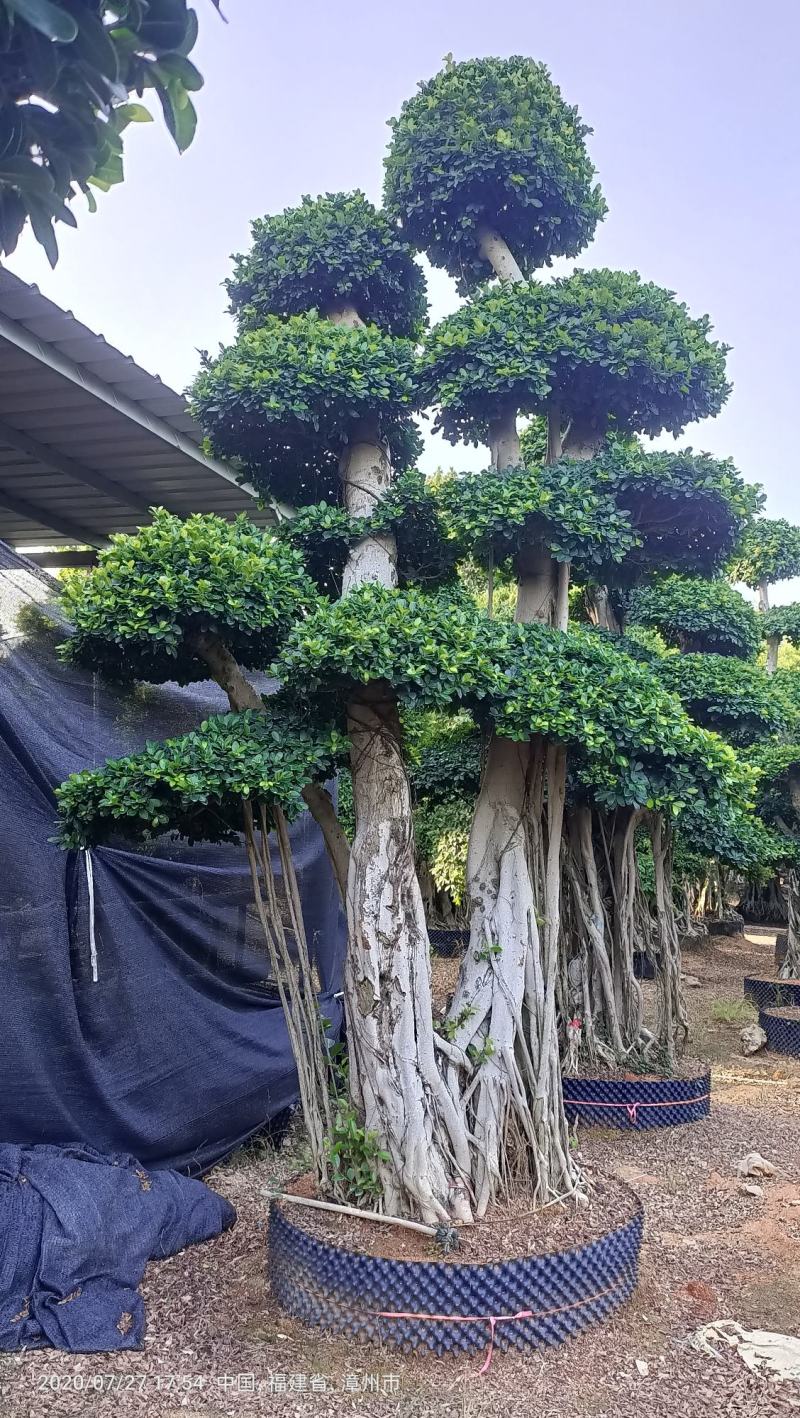 造型榕树桩，嫁接造型金钱榕树桩头，造型小叶榕桩头4-6米