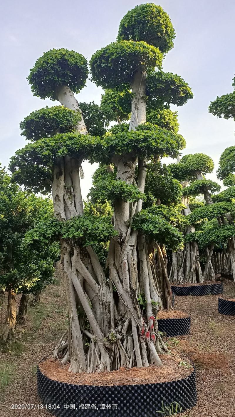 造型榕树桩，嫁接造型金钱榕树桩头，造型小叶榕桩头4-6米