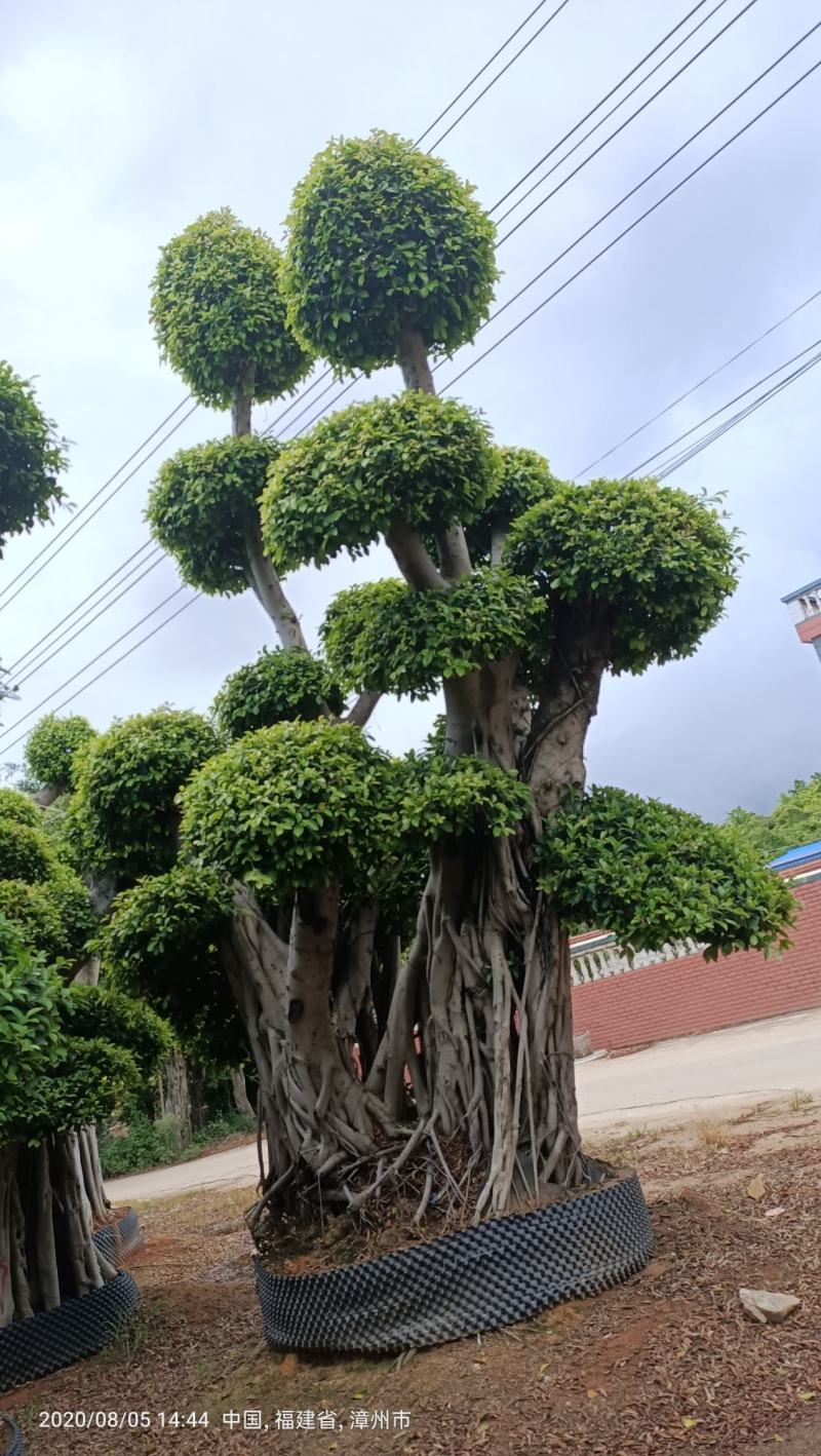 造型景观小叶榕桩头，原生叶片造型景观小叶榕树桩头