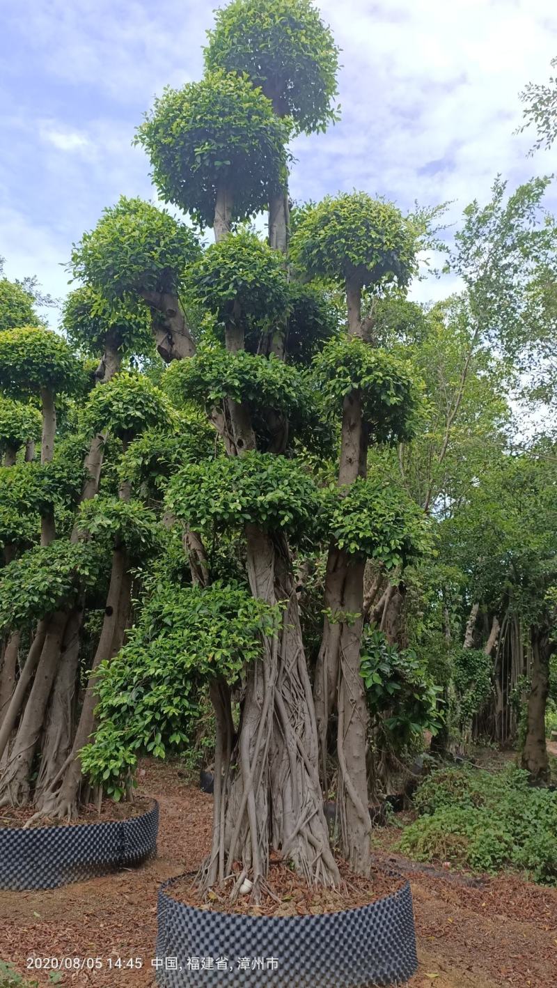造型景观小叶榕桩头，原生叶片造型景观小叶榕树桩头
