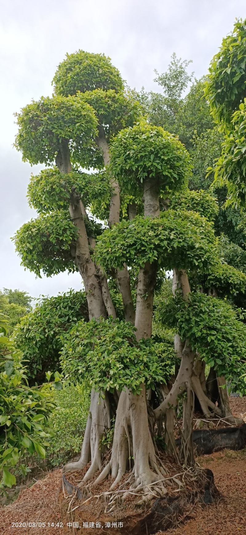 造型景观小叶榕桩头，原生叶片造型景观小叶榕树桩头