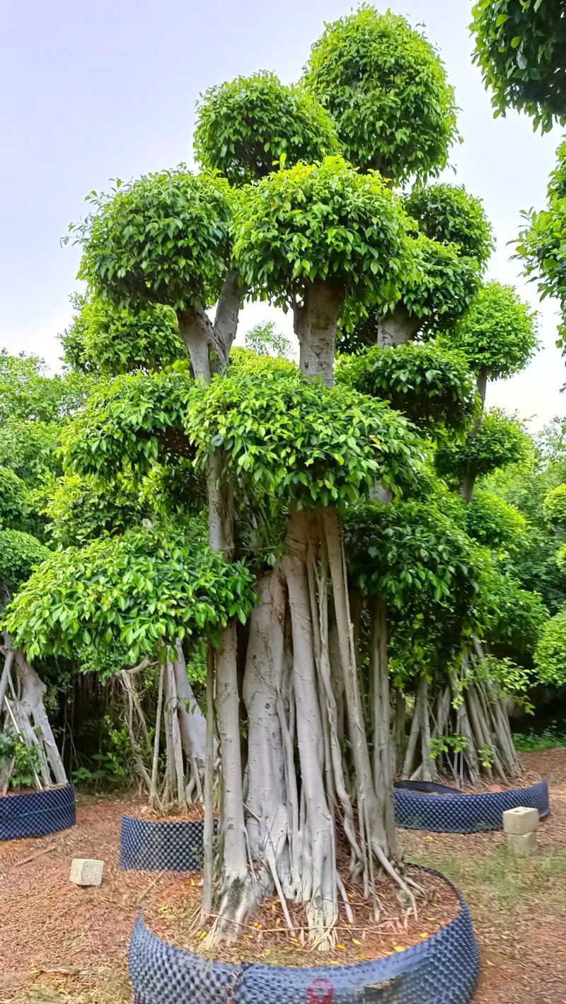 造型景观小叶榕桩头，原生叶片造型景观小叶榕树桩头