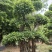 造型景观小叶榕桩头，原生叶片造型景观小叶榕树桩头