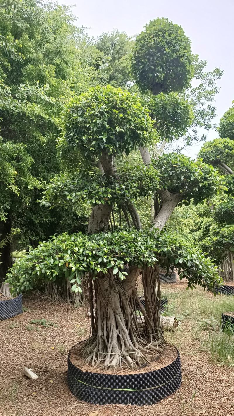 造型景观小叶榕桩头，原生叶片造型景观小叶榕树桩头