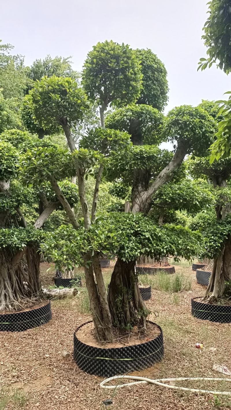 造型景观小叶榕桩头，原生叶片造型景观小叶榕树桩头
