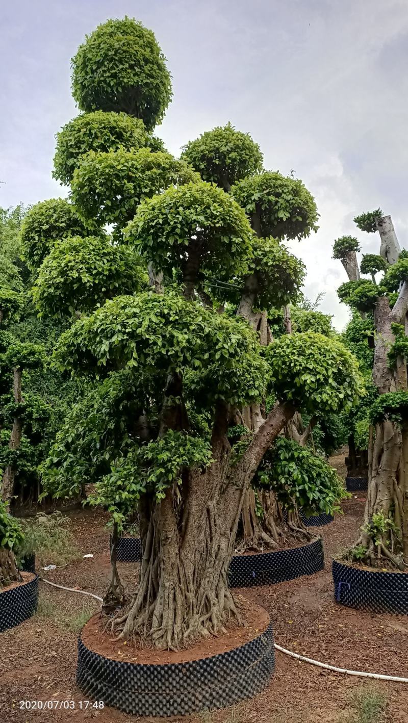 造型景观小叶榕桩头，原生叶片造型景观小叶榕树桩头