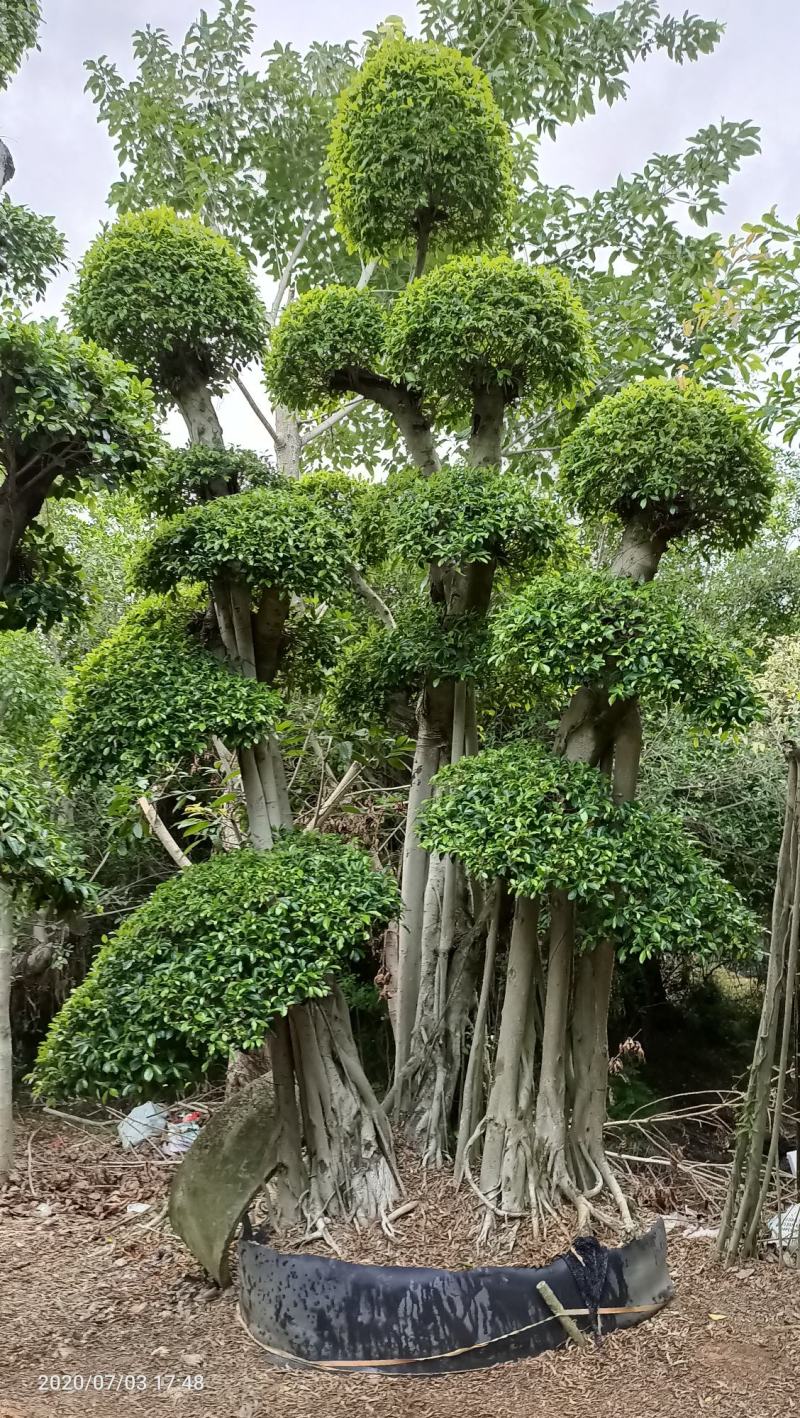 造型景观小叶榕桩头，原生叶片造型景观小叶榕树桩头