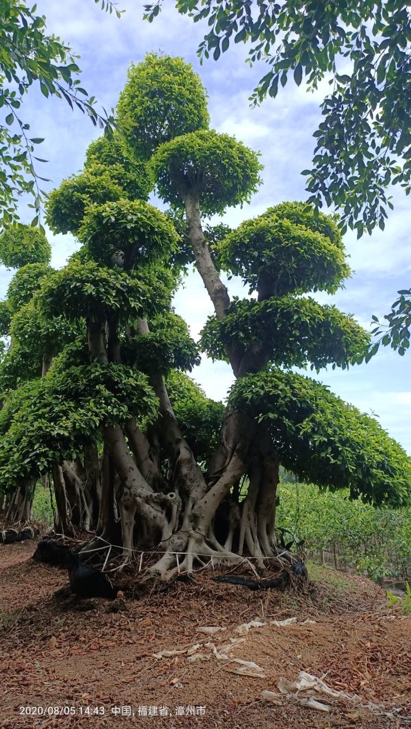 造型景观小叶榕桩头，原生叶片造型景观小叶榕树桩头