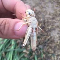 蝗虫基地出售蝗虫东亚飞蝗