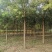 山东毛白杨，宽冠毛白杨，窄冠毛白杨。苗圃直供，可视频打号