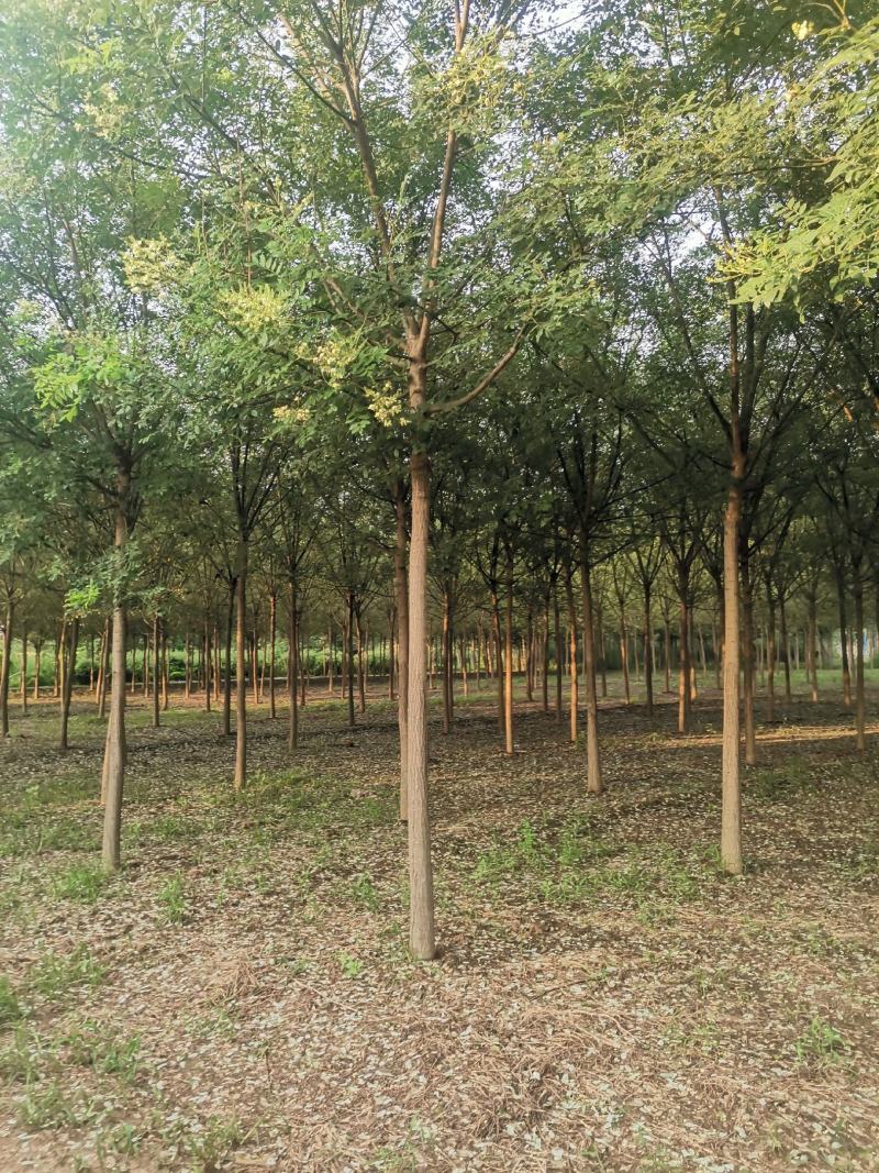 山东毛白杨，宽冠毛白杨，窄冠毛白杨。苗圃直供，可视频打号