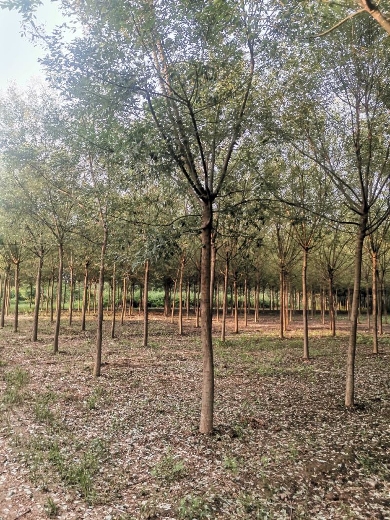 山东毛白杨，宽冠毛白杨，窄冠毛白杨。苗圃直供，可视频打号