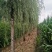 山东毛白杨，宽冠毛白杨，窄冠毛白杨。苗圃直供，可视频打号