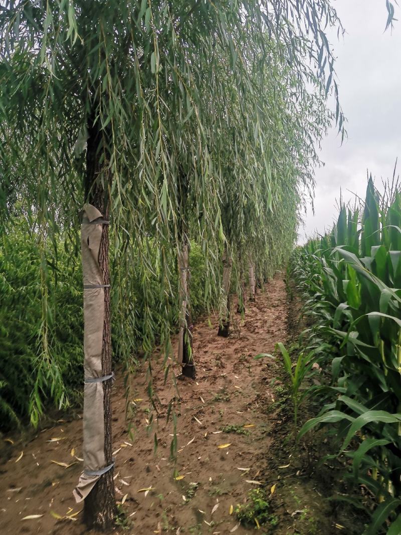 山东毛白杨，宽冠毛白杨，窄冠毛白杨。苗圃直供，可视频打号