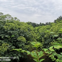 江西樟树吴茱萸三年树苗出售