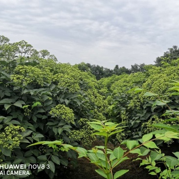 江西樟树吴茱萸三年树苗出售