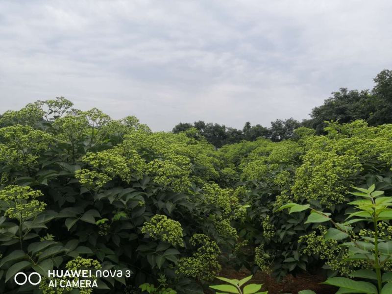 江西樟树吴茱萸三年树苗出售