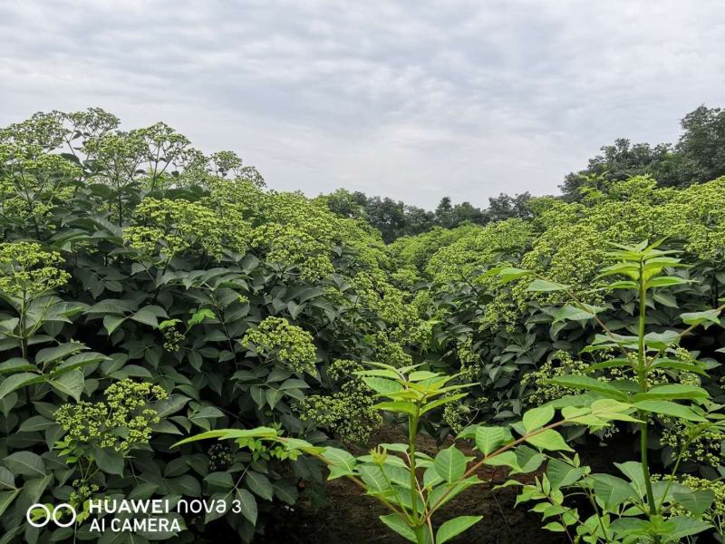 江西樟树吴茱萸三年树苗出售