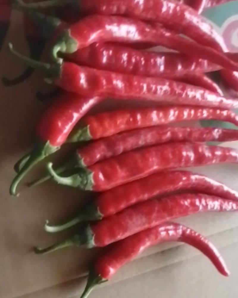 二荆条红辣椒大量上市