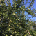 2020年鸡心果开始采摘了山东烟台莱州个大皮薄