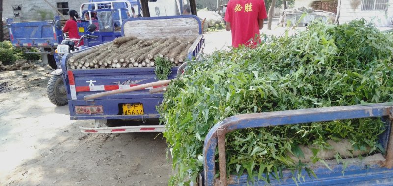 湖北襄阳山药，白玉山药沙地山药种植产地直发大量供货