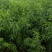 大量优质桃树苗，规格齐全，自家苗圃，自产自销，品种齐全