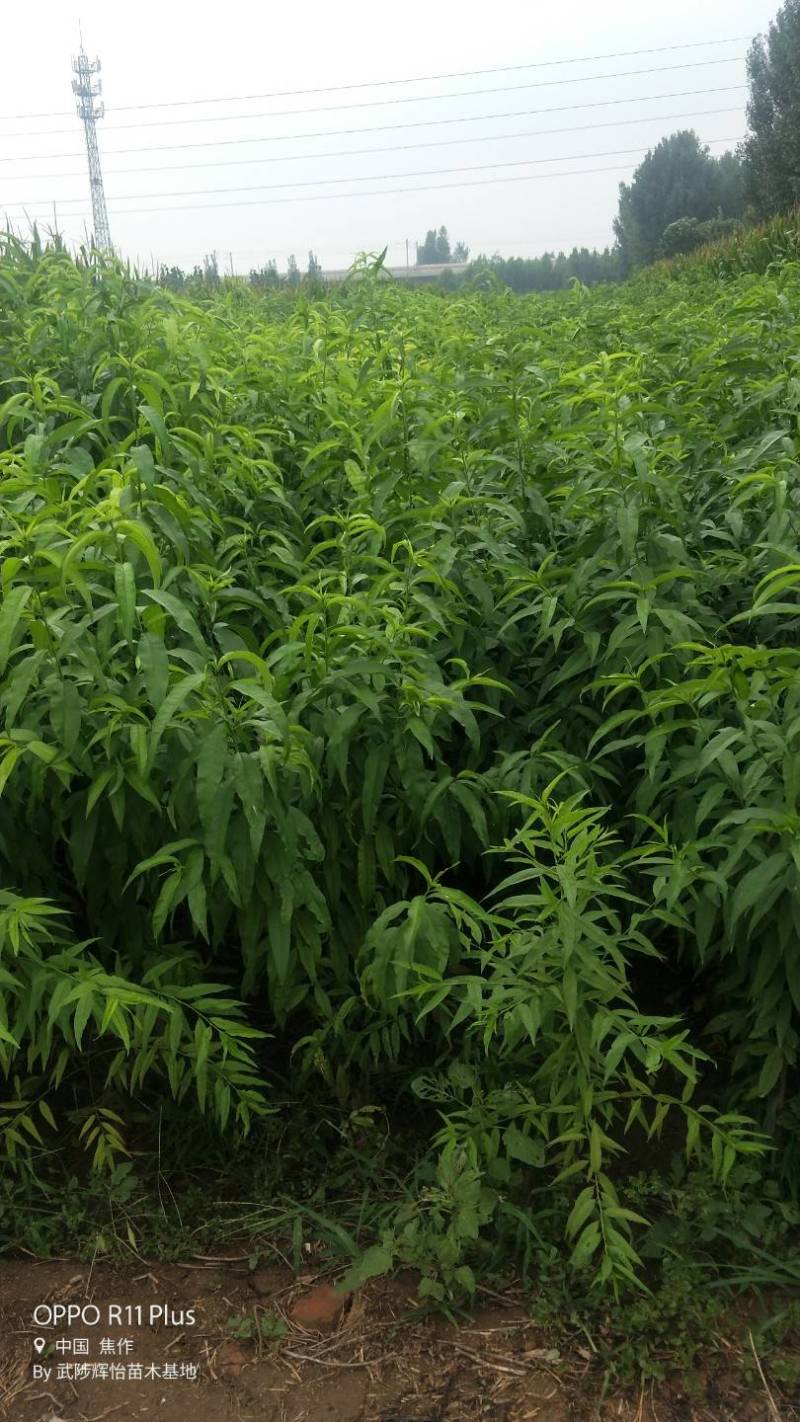 大量优质桃树苗，规格齐全，自家苗圃，自产自销，品种齐全