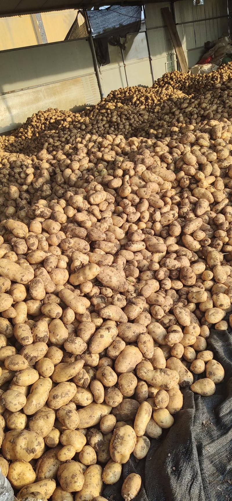 （热销）荷兰十五土豆产区直供，西森,沃土,V7品种齐全。
