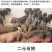 高产母猪销售品种齐全防疫严格支持全国发货