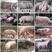 高产母猪销售品种齐全防疫严格支持全国发货