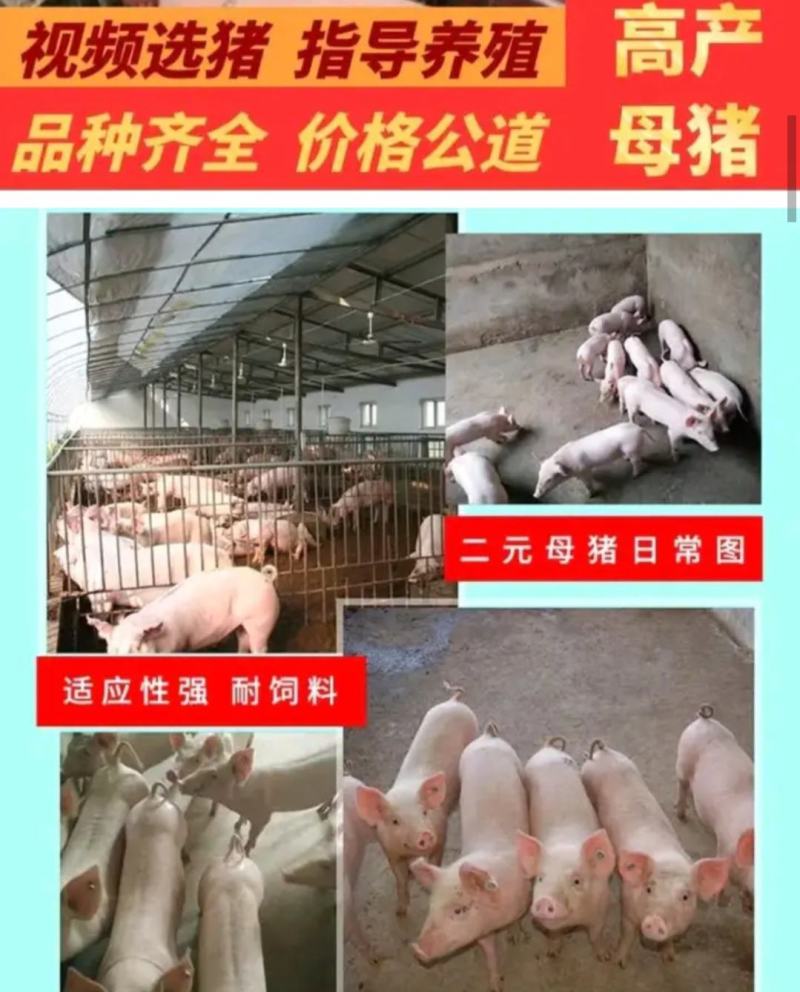 高产母猪销售品种齐全防疫严格支持全国发货
