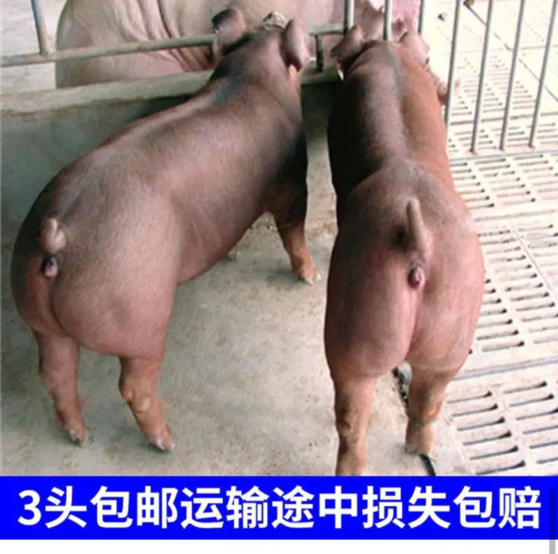 高产母猪销售品种齐全防疫严格支持全国发货