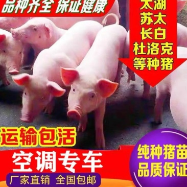 高产母猪销售品种齐全防疫严格支持全国发货