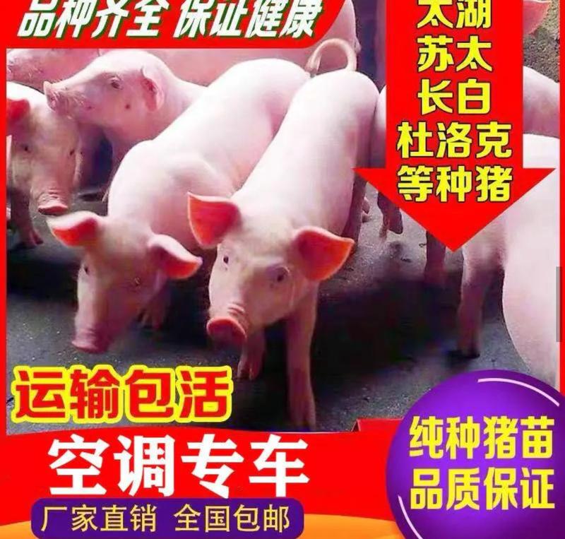 高产母猪销售品种齐全防疫严格支持全国发货