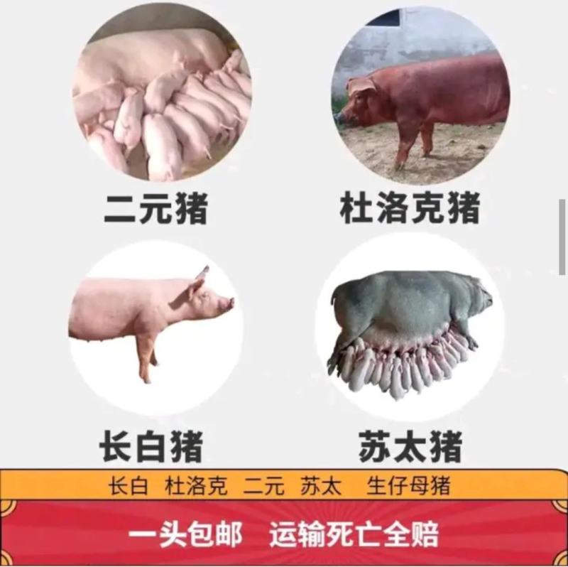 高产母猪销售品种齐全防疫严格支持全国发货