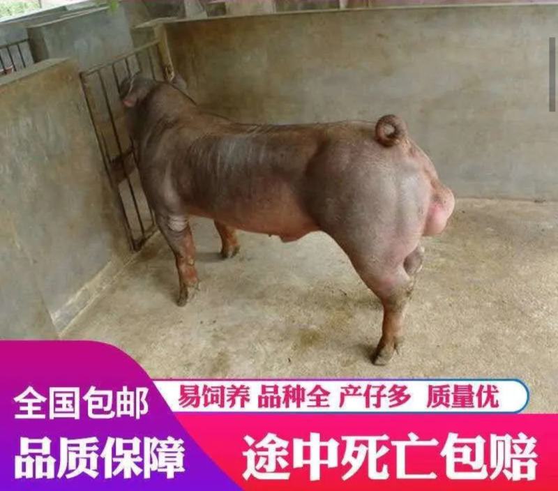 高产母猪销售品种齐全防疫严格支持全国发货
