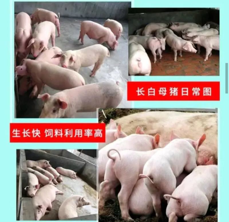 高产母猪销售品种齐全防疫严格支持全国发货