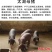 高产母猪销售品种齐全防疫严格支持全国发货
