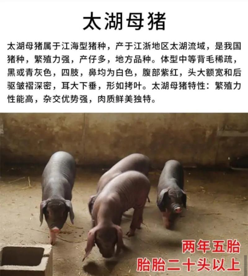 高产母猪销售品种齐全防疫严格支持全国发货