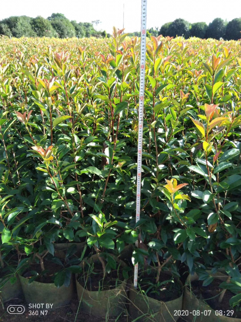 红叶石楠毛球布袋苗绿篱苗布袋苗规格0.5-1.8米面议