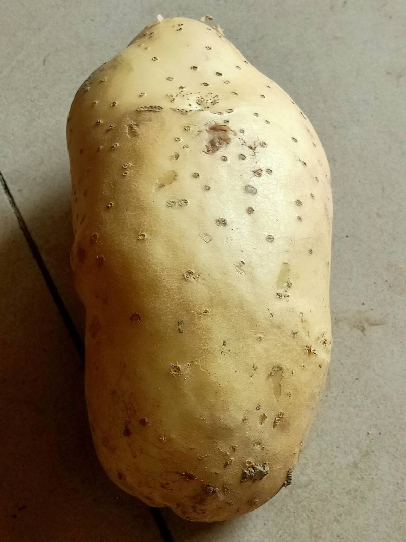 大量供应本地土豆质量上乘