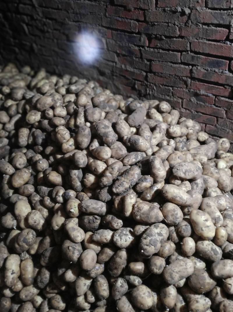 大量供应本地土豆质量上乘