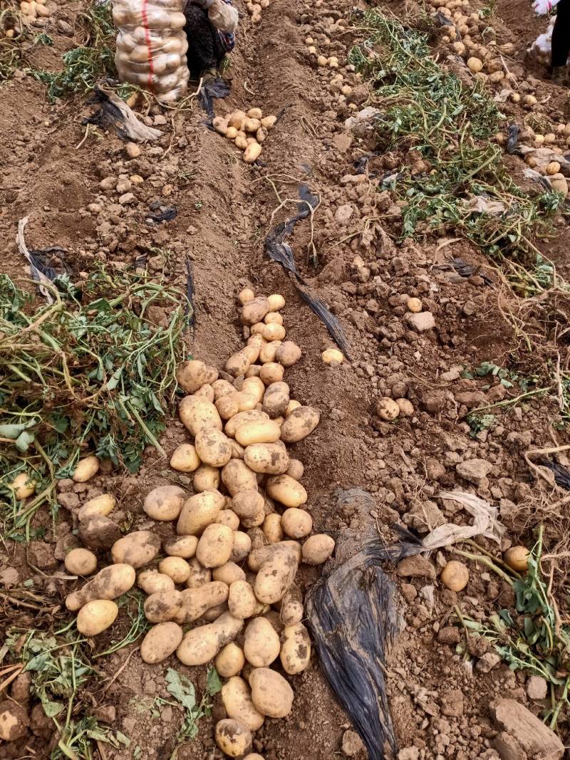 大量供应本地土豆质量上乘